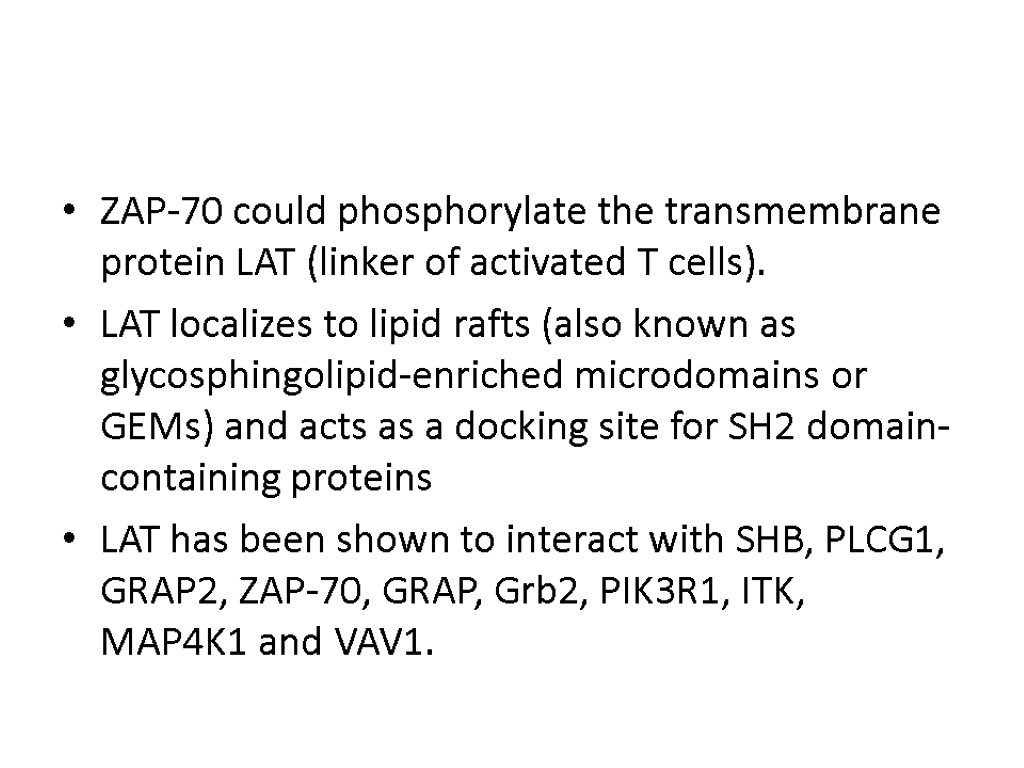 ZAP-70 could phosphorylate the transmembrane protein LAT (linker of activated T cells). LAT localizes